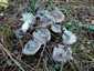 Fenyő-pereszke (Tricholoma terreum), Balaton-felvidék